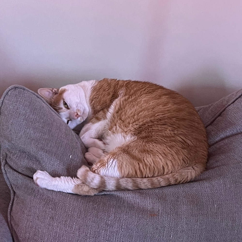 Meet your Posher, Fiorella